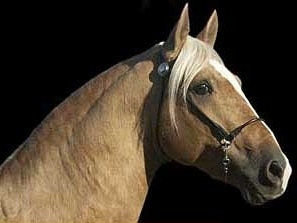 FAMILIA  "CONTE  CHARLES  de  HILLERIN"