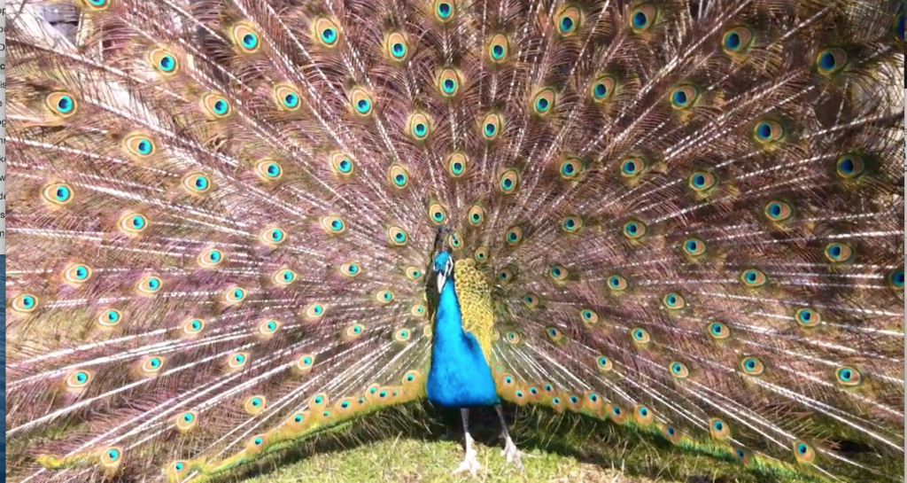 FAMILIA  "CONTE  CHARLES  de  HILLERIN"